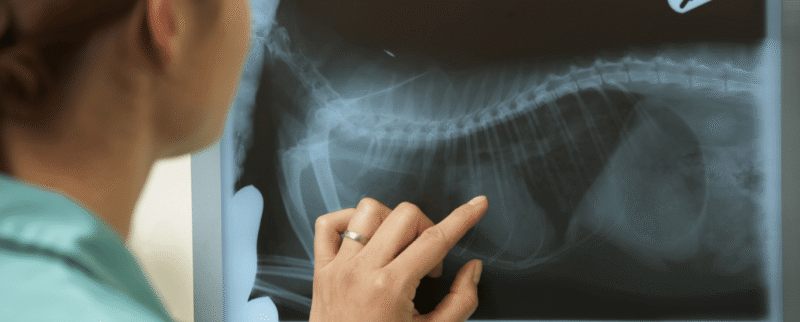 Ayudas-diagnósticas-doctor-pet