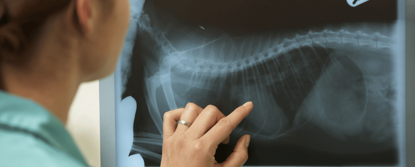 Ayudas-diagnósticas-doctor-pet