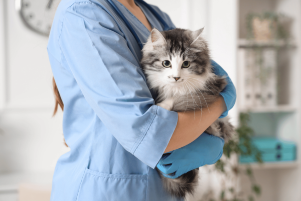 Esterilizar-mascotas