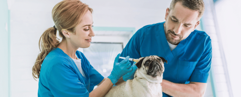Insumos-veterinarios